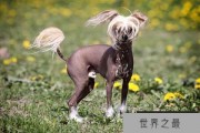 世界上最奇特的狗品种：马地犬上榜 无毛犬品种最好打理