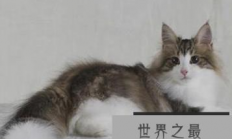 世界上最耐冷的猫可以适应零下16度