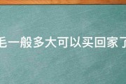 金毛一般多大可以买回家了啊 