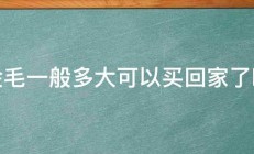 金毛一般多大可以买回家了啊 