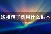 嫁接桔子树用什么砧木 