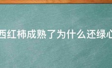 西红柿成熟了为什么还绿心 