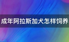 成年阿拉斯加犬怎样饲养 