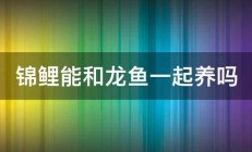 锦鲤能和龙鱼一起养吗 