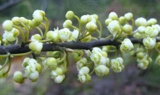 山胡椒花怎么做好吃 山胡椒花的做法_蔬菜知识_做法,功效与作用,营养价值