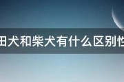 秋田犬和柴犬有什么区别性格 