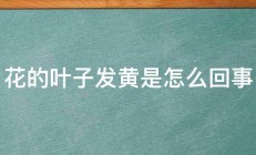 花的叶子发黄是怎么回事 