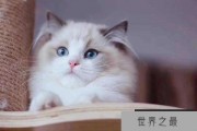 世界十大最粘人的猫 布偶猫不能忍受孤单缅因猫外表粗犷