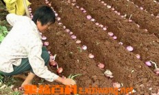 洋葱怎么种植的 洋葱的播种时间和管理方法_葱_做法,功效与作用,营养价值