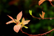 2023清明节不下雨好不好有啥预兆-清明节天气有什么讲究