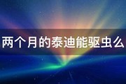 两个月的泰迪能驱虫么 