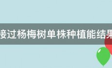 嫁接过杨梅树单株种植能结果吗 