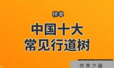 中国十大常见行道树，银杏树上榜，第四最为常见