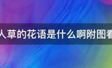 情人草的花语是什么啊附图看看 