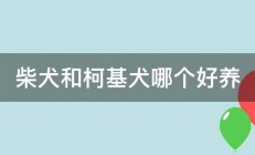 柴犬和柯基犬哪个好养 