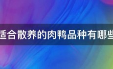 适合散养的肉鸭品种有哪些 