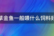 草金鱼一般喂什么饲料好 