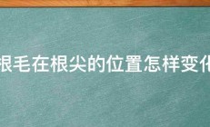 根毛在根尖的位置怎样变化 