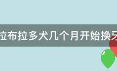 拉布拉多犬几个月开始换牙 