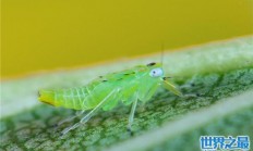 世界上繁殖最快的昆虫：蚜虫一年可繁殖30代 