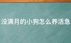 没满月的小狗怎么养活急 