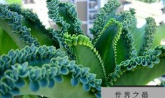 适合在家养的绿植有哪些？室内养不死的植物排名