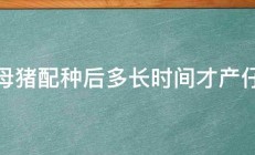 母猪配种后多长时间才产仔 