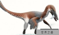 南方盗龙(Austroraptor)：南半球最大驰龙类恐龙