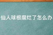 仙人球根腐烂了怎么办 