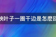 黄瓜秧叶子一圈干边是怎麽回事儿 