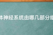 人体神经系统由哪几部分组成 