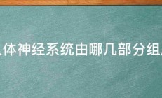 人体神经系统由哪几部分组成 