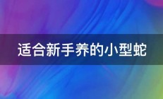 适合新手养的小型蛇 