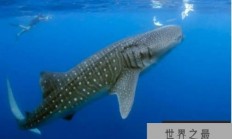 世界上最大的鱼 鲸鲨最长可达20米(吃浮游生物)