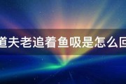 清道夫老追着鱼吸是怎么回事 