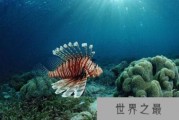 盘点十大靠阳光维持生长的动物 竟能够“吞食阳光”