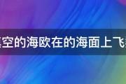 填空的海欧在的海面上飞翔 