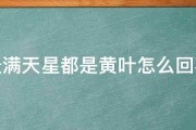 盆景满天星都是黄叶怎么回事啊 