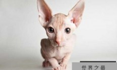 世界十大外表奇特的猫 日本短尾猫有着兔子一样的尾巴