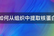 如何从组织中提取核蛋白 