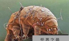 世界上最强的不死生物是什么？就是水熊虫！