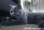 英短蓝猫多少钱一只，一般1000元到6000元左右(品相不同价格不同)