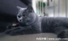 英短蓝猫多少钱一只，一般1000元到6000元左右(品相不同价格不同)