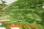 野菜蒲公英的作用和副作用_蔬菜知识_做法,功效与作用,营养价值