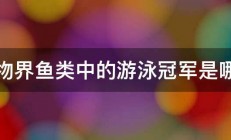 动物界鱼类中的游泳冠军是哪位 