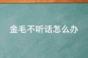 金毛不听话怎么办 