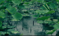 2023年湖南梅雨是几月份-湖南梅雨季是几月到几月结束