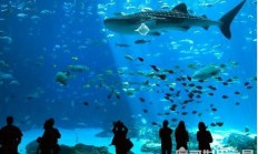 世界上最大的水族馆，乔治亚水族馆(全球最大水族馆排名)_建筑之最_世界之最 - 1316世界之最