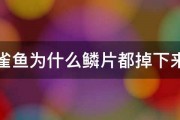 孔雀鱼为什么鳞片都掉下来了 