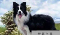 最聪明的狗:边境牧羊犬到底有多聪明？